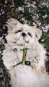 Cute Shih Tzu dog laying on grass surrounded by cherry blossoms.