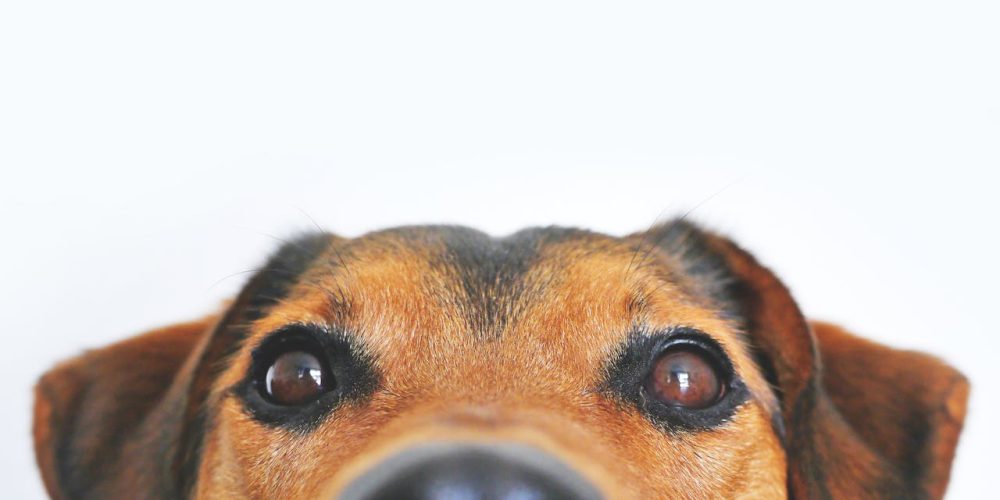 pexels-photo-406014 Adorable close-up of a brown dog's face with a curious expression and focus on its eyes and nose.